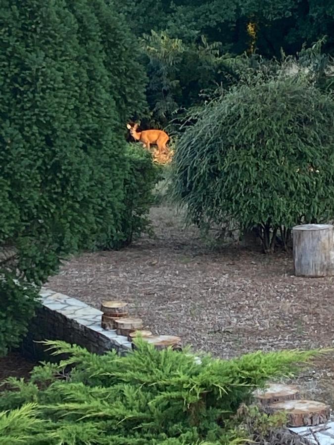 Le Jardin Du Moustoulac Chambres D'Hotes Καόρ Εξωτερικό φωτογραφία